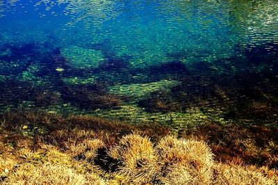 Full frame shot of green grass