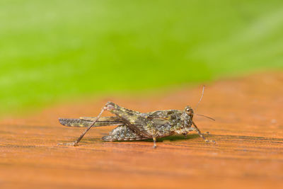 Close-up of grasshopper