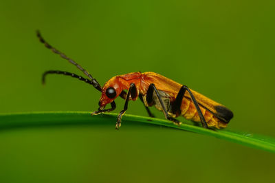 Close-up of insect on leaf