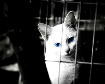 Close-up portrait of cat