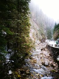 View of stream flowing through rocks in forest