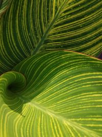 Close-up of palm tree leaves