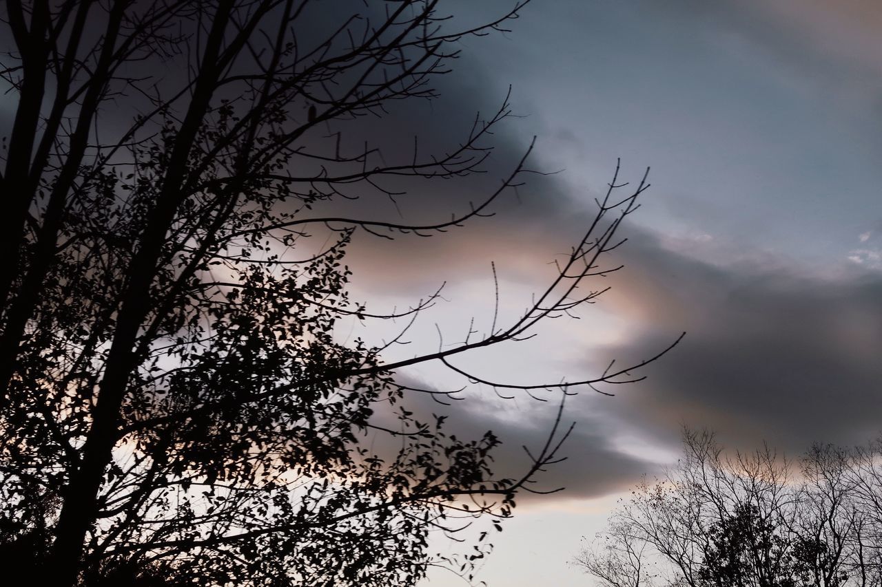 LOW ANGLE VIEW OF SILHOUETTE BARE TREES AGAINST SKY