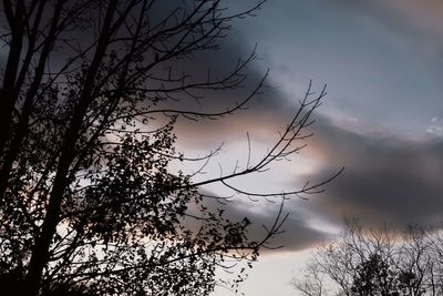 Low angle view of silhouette tree against sky