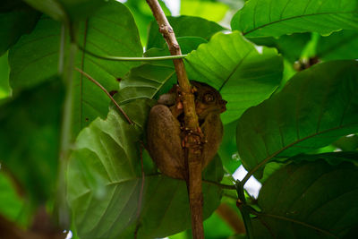 Close-up of insect on leaf
