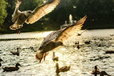 Seagulls flying over lake