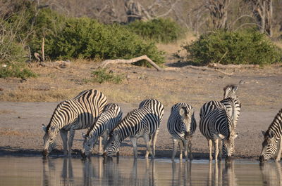 Zebra standing on field