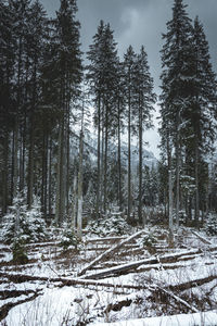 Pine trees on snow covered forest