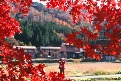 Close-up of red maple leaves with person standing in background