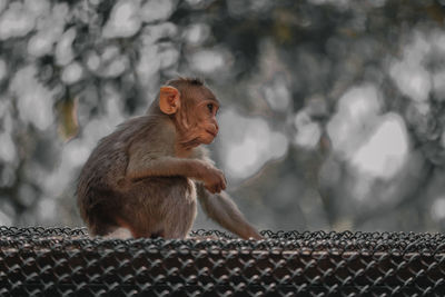 Low angle view of monkey