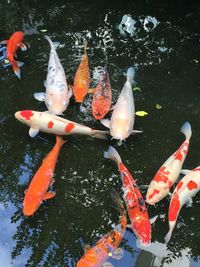 High angle view of koi carps swimming in water