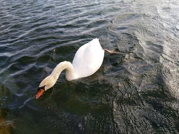 High angle view of swan swimming in lake