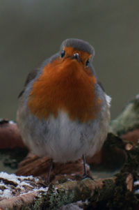 Close-up of bird perching outdoors