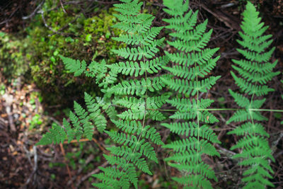 Close-up of fern leaves