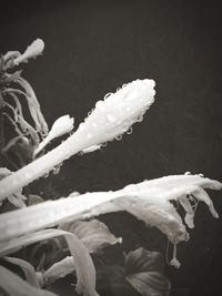 Close-up of snow on plant