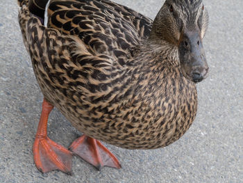 View of birds in flight