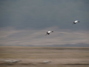 Bird flying against sky