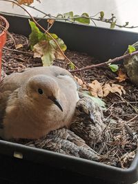 Close-up of birds in nest