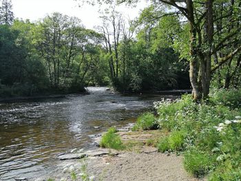 Scenic view of river amidst trees in forest