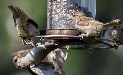Birds perching on a bird feeder
