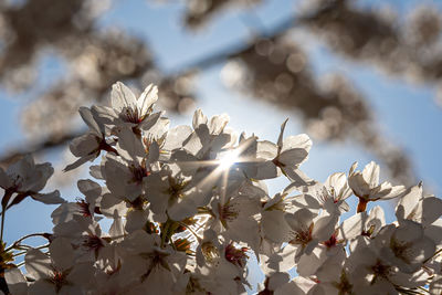 Blooming appletree