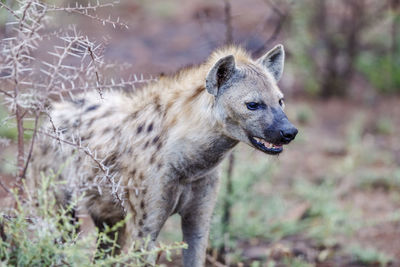 Close-up of hyena standing outdoors