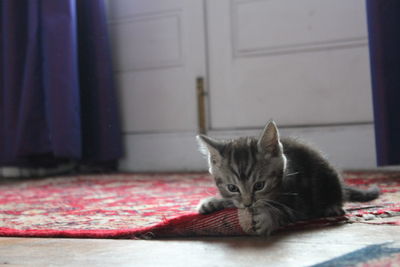 Close-up of kitten biting carpet at home