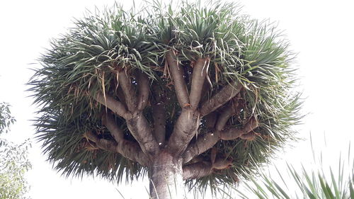 Low angle view of palm tree against sky