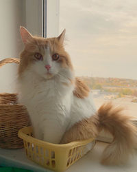 Cat looking away while sitting on basket