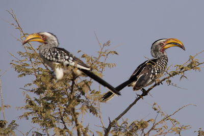 Low angle view of birds perching on tree against sky