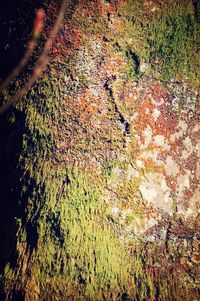 Close-up of tree during autumn