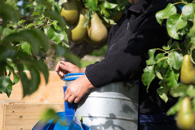 Midsection of person collecting fruits from plant