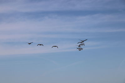 Low angle view of birds flying in sky