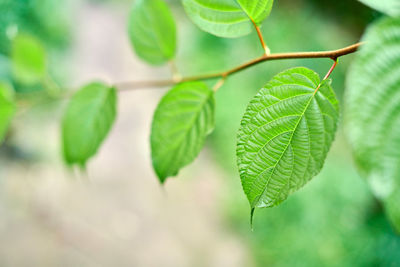 Close-up of green leaves