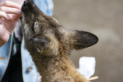 Wallaby at manor wildlife park