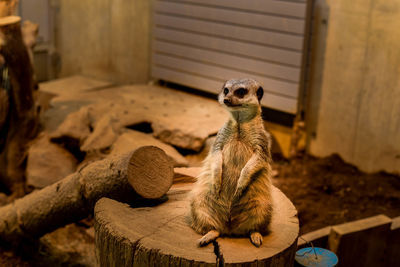 Portrait of animal sitting on wood