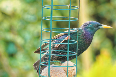 Close-up of bird perching on feeder