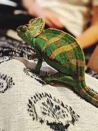 Close-up of a lizard