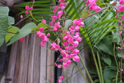 Close-up of pink flowering plants