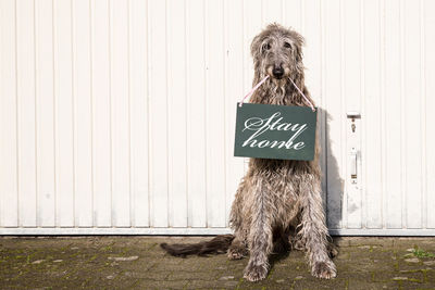 Dog sitting in front of a wall holding a message