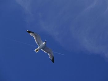 Low angle view of seagull flying in sky with airplane