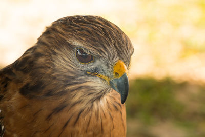 Close-up of owl