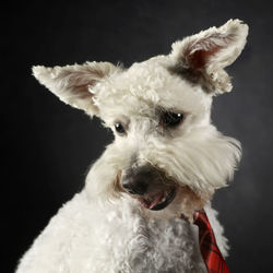 Portrait of dog against black background