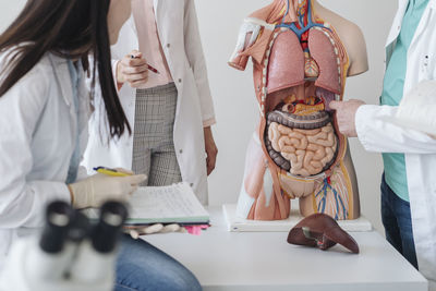 Crop view of students analyzing anatomy model in class