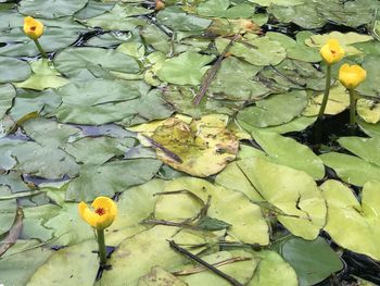 High angle view of yellow leaves floating on water