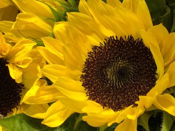 Close-up of sunflower blooming outdoors