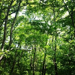 Low angle view of trees in forest