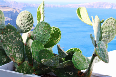 nopal