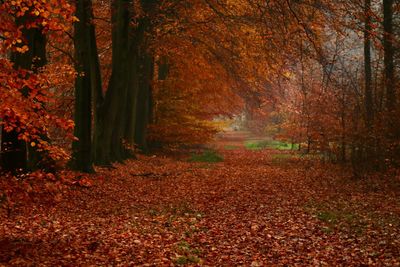 Trees in forest during autumn