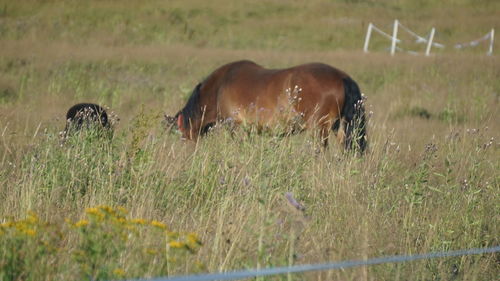 Horse grazing in field